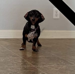 Meet your Posher, Wayne